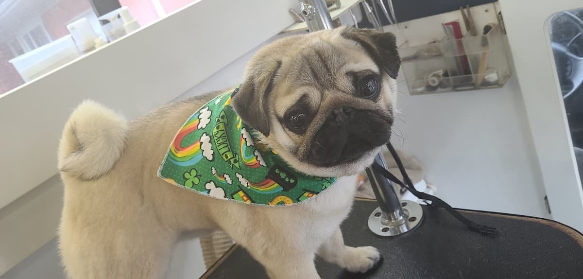 Green Dog Clean Dog Mobile Dog Grooming and Pet Care - Mobile dog grooming in Mount Prospect, IL