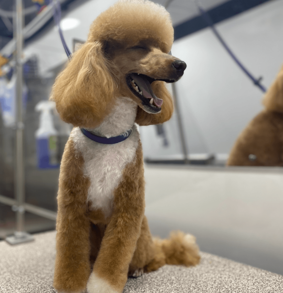 GROOMBAR Mobile Pet Grooming | El Dorado Hills - Mobile dog grooming in El Dorado Hills, CA