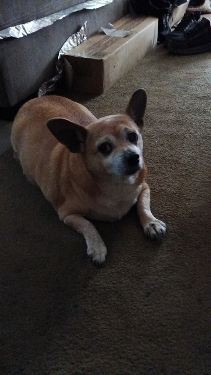 GRRRUMNðŸÂ¾ðŸÂâ¢(Rachel's mobile dog grooming) - Mobile dog grooming in Long Beach, CA