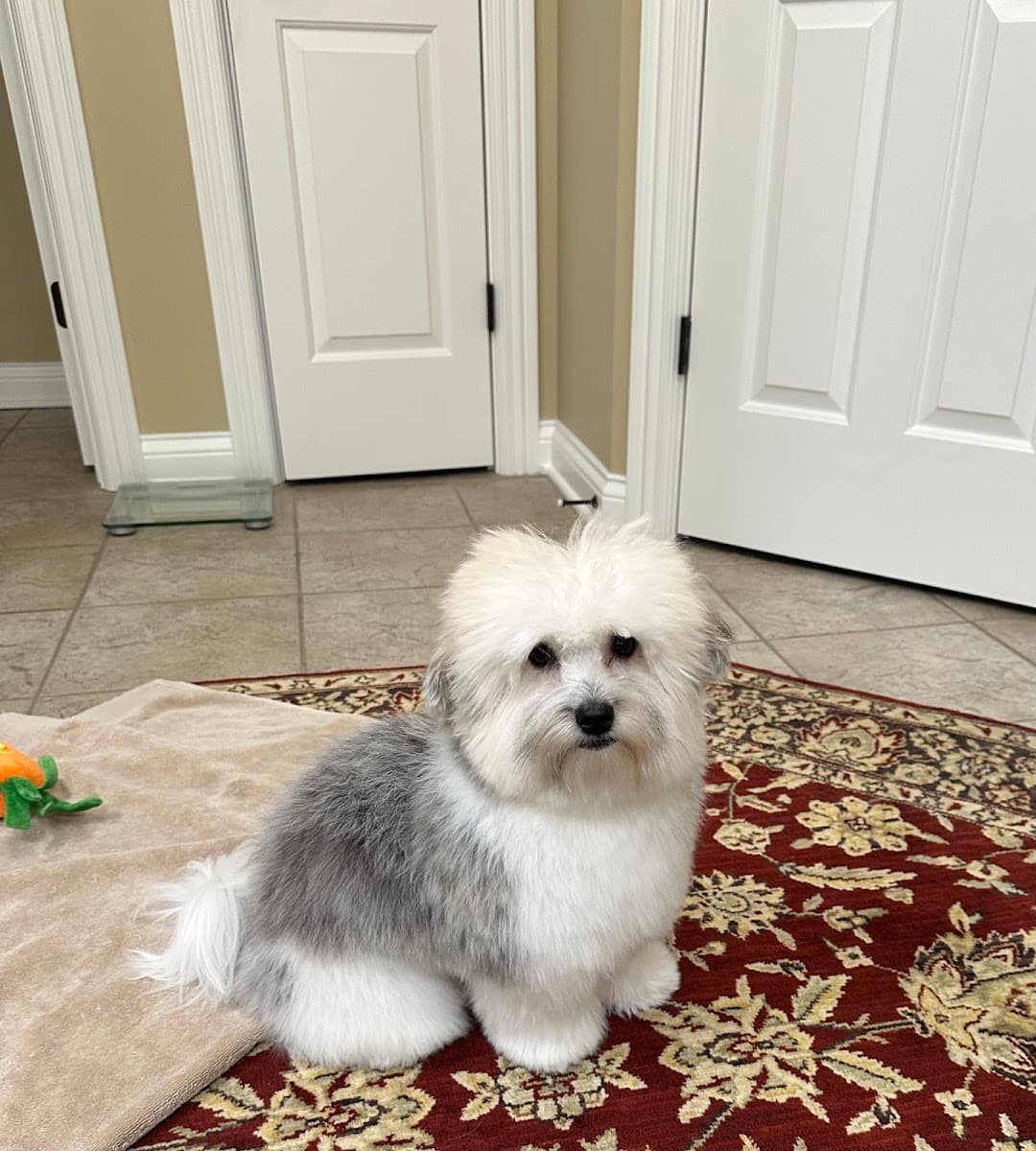 Hair of the Dog Mobile Grooming Salon - Mobile dog grooming in Nashville, TN