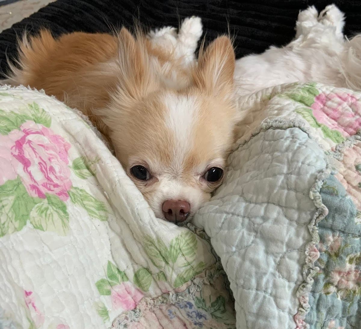 Hair Off The Dog Mobile Grooming, LLC. - Mobile dog grooming in Madison, WI