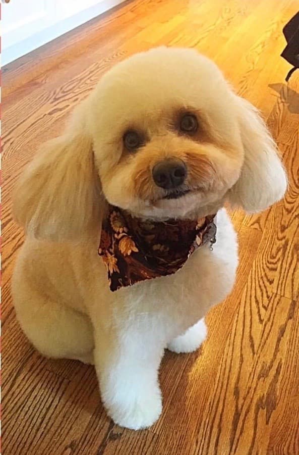 Hair Today Gone Tomorrow Mobile Grooming - Mobile dog grooming in Atherton, CALIFORNIA