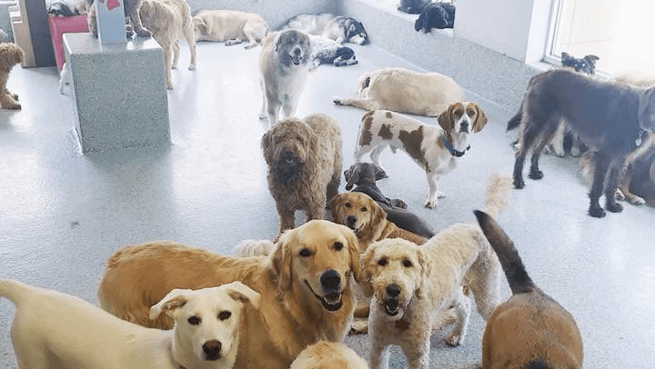 Happy Pawz | Dog Grooming, Boarding, Mobile Grooming, Daycare and Training - Mobile dog grooming in Overland Park, KS