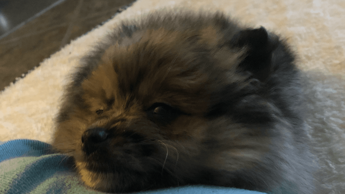 Hippie Hounds Boarding, Dog Training, Grooming, Pawsh Mobile Nail Care - Mobile dog grooming in Indianapolis, IN