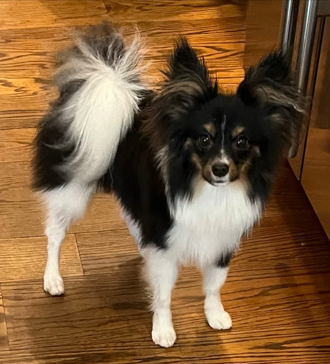 House Call Cat & Dog Grooming By Susan (Mobile Grooming) - Mobile dog grooming in Media, PA