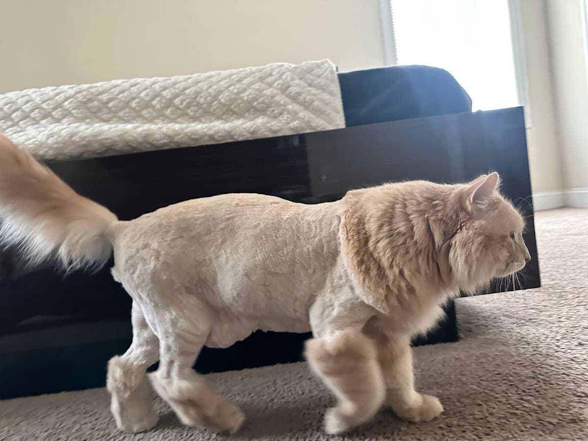 House Call Cat Grooming & Spa L.L.C. - Mobile dog grooming in Boston, MA