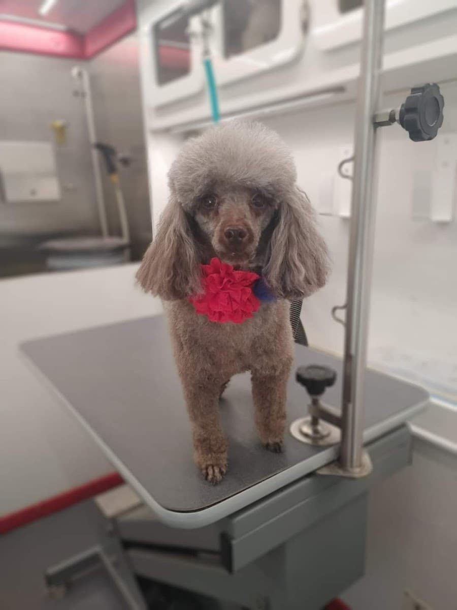 Humanity Over Vanity Mobile Dog Grooming LLC - Mobile dog grooming in Maple Rapids, MI