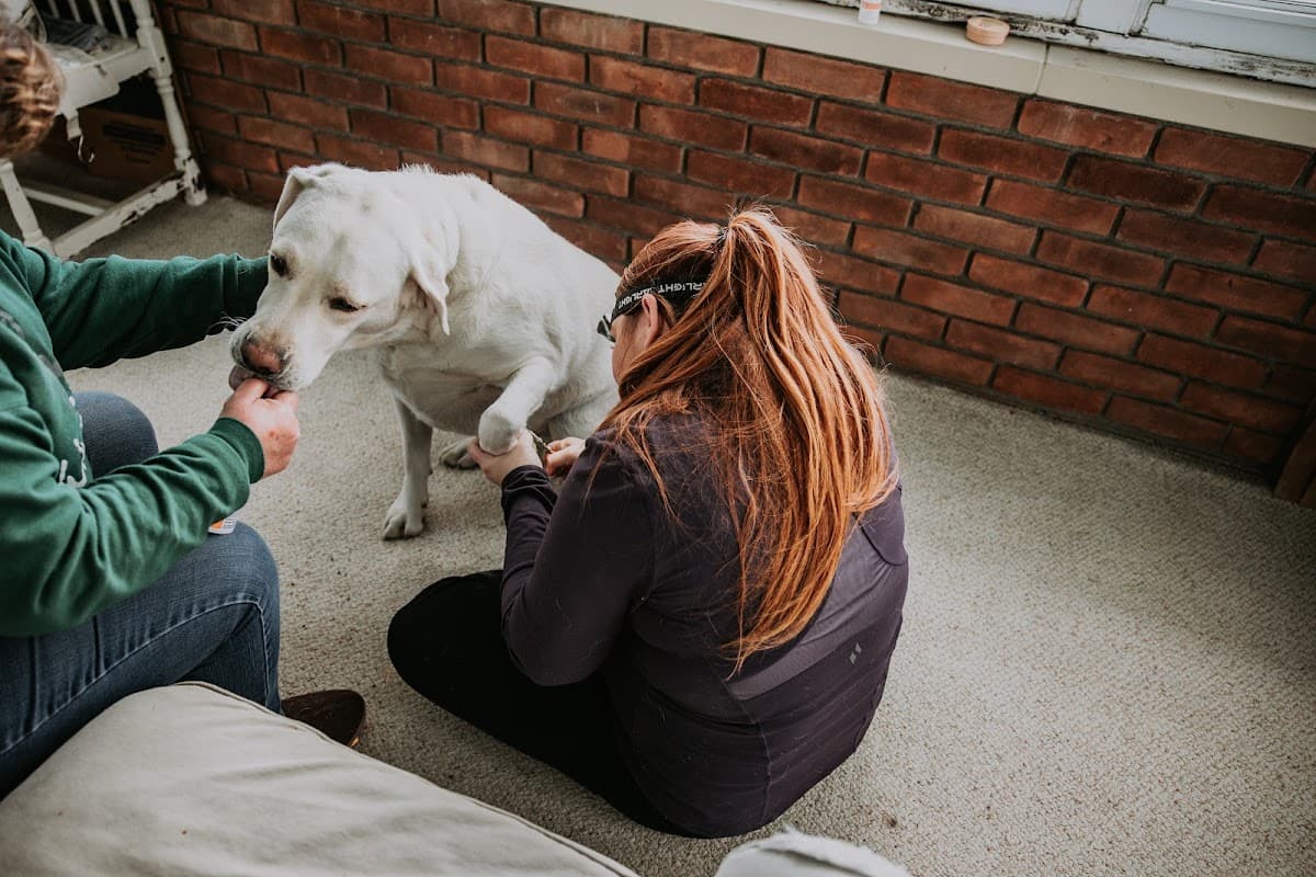 Kind Claws, LLC Mobile Veterinary Technician - Mobile dog grooming in White Oak, MICHIGAN