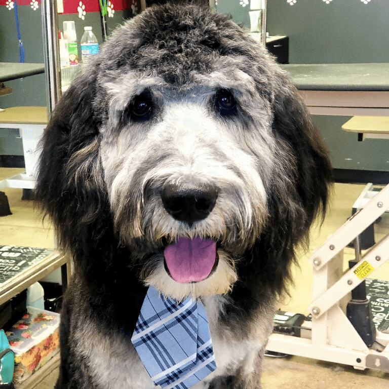 Lakewood Pet Grooming (formerly Furtastic) - Mobile dog grooming in Golden, CO