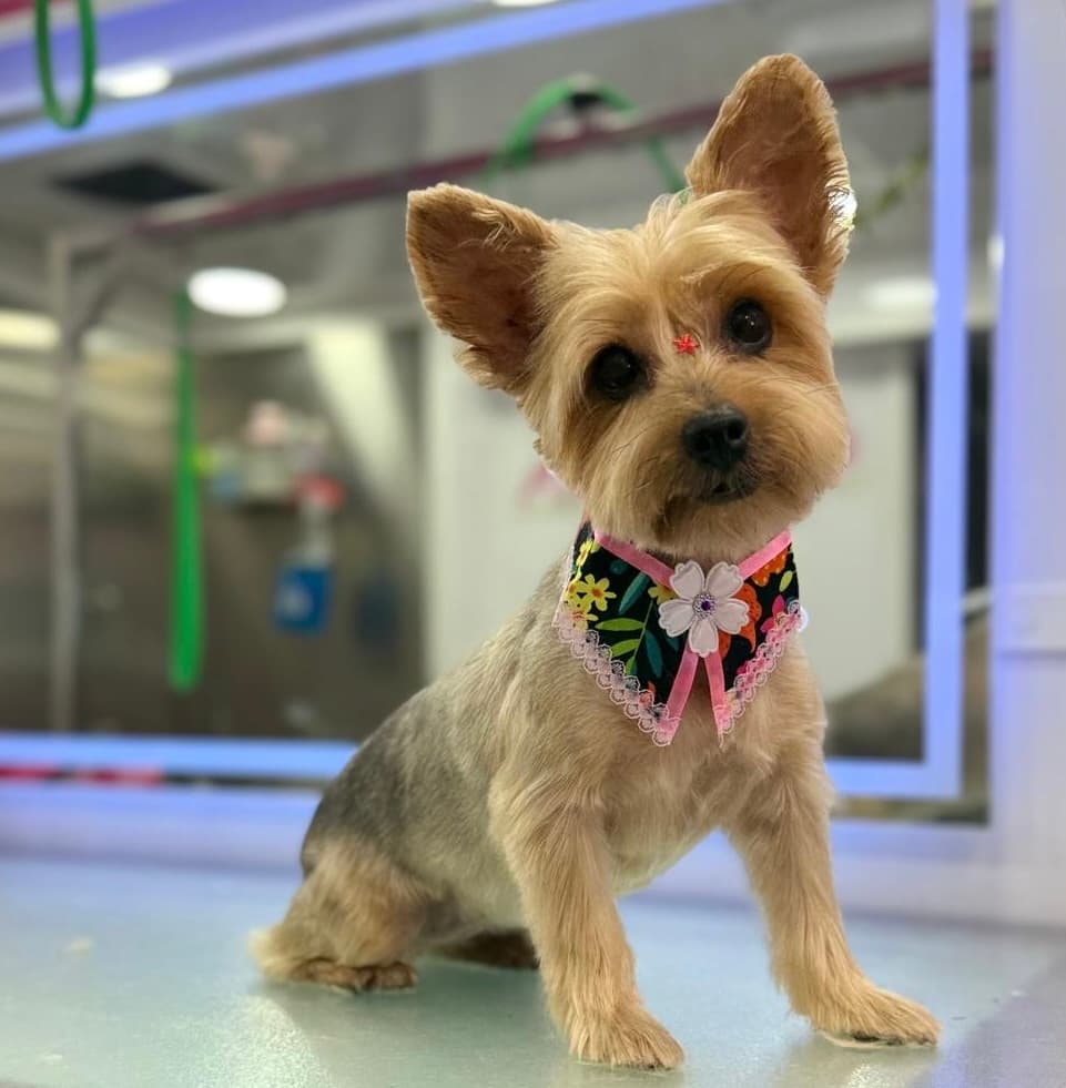 Le Paw Spa Mobile Dog Grooming Central Florida - Mobile dog grooming in Kissimmee, FL