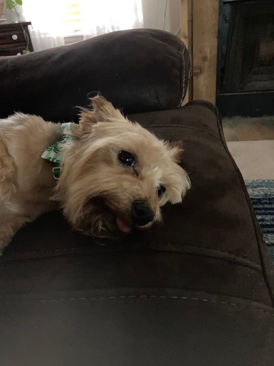 Luxury Paw Spa Mobile Pet Grooming - Mobile dog grooming in Lackland Air Force Base, TEXAS