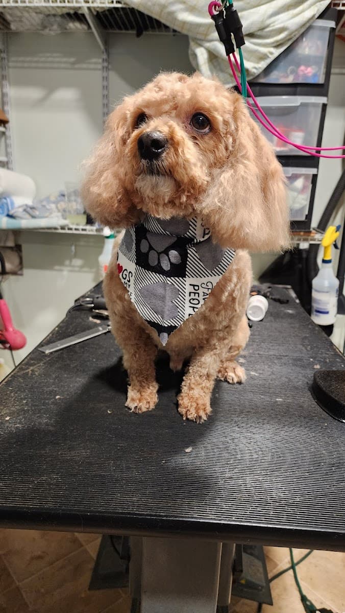 Michelle's Pocono Mobile grooming - Mobile dog grooming in Lehman Township, PA