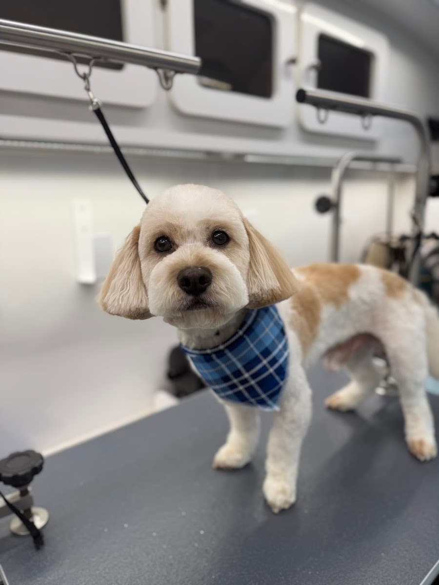 Miss T's Fur Family Mobile Dog Grooming - Mobile dog grooming in Lancaster, PA