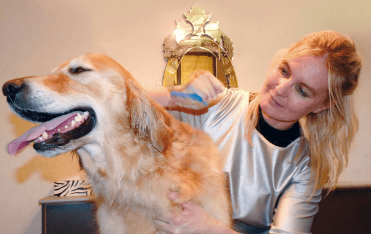 Mobile Dog Grooming of Simi Valley Thousand Oaks - Mobile dog grooming in Thousand Oaks, CA