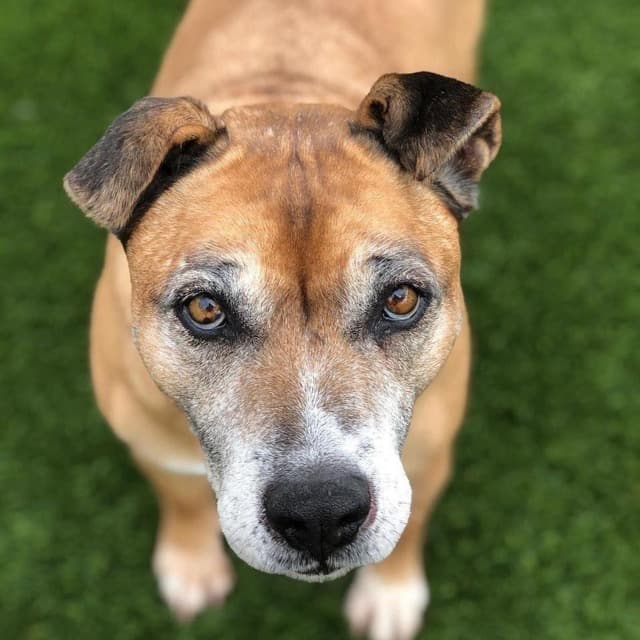 Mobile Pet Spa | Dog Groomer - Mobile dog grooming in Kettleman Station, CALIFORNIA