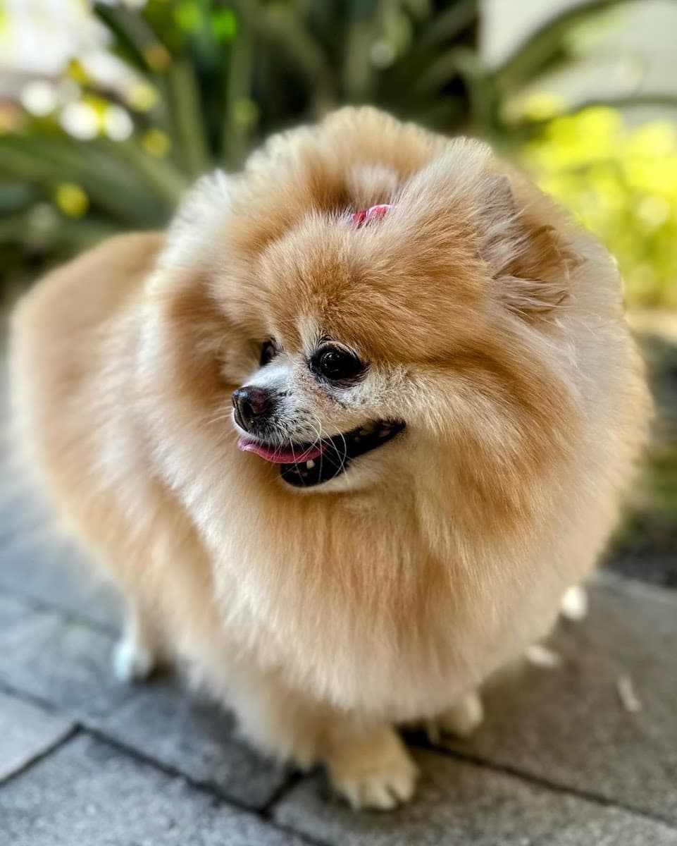 MoPetCo -The Mobile Pet Grooming Company - Mobile dog grooming in Mission Bay, FL