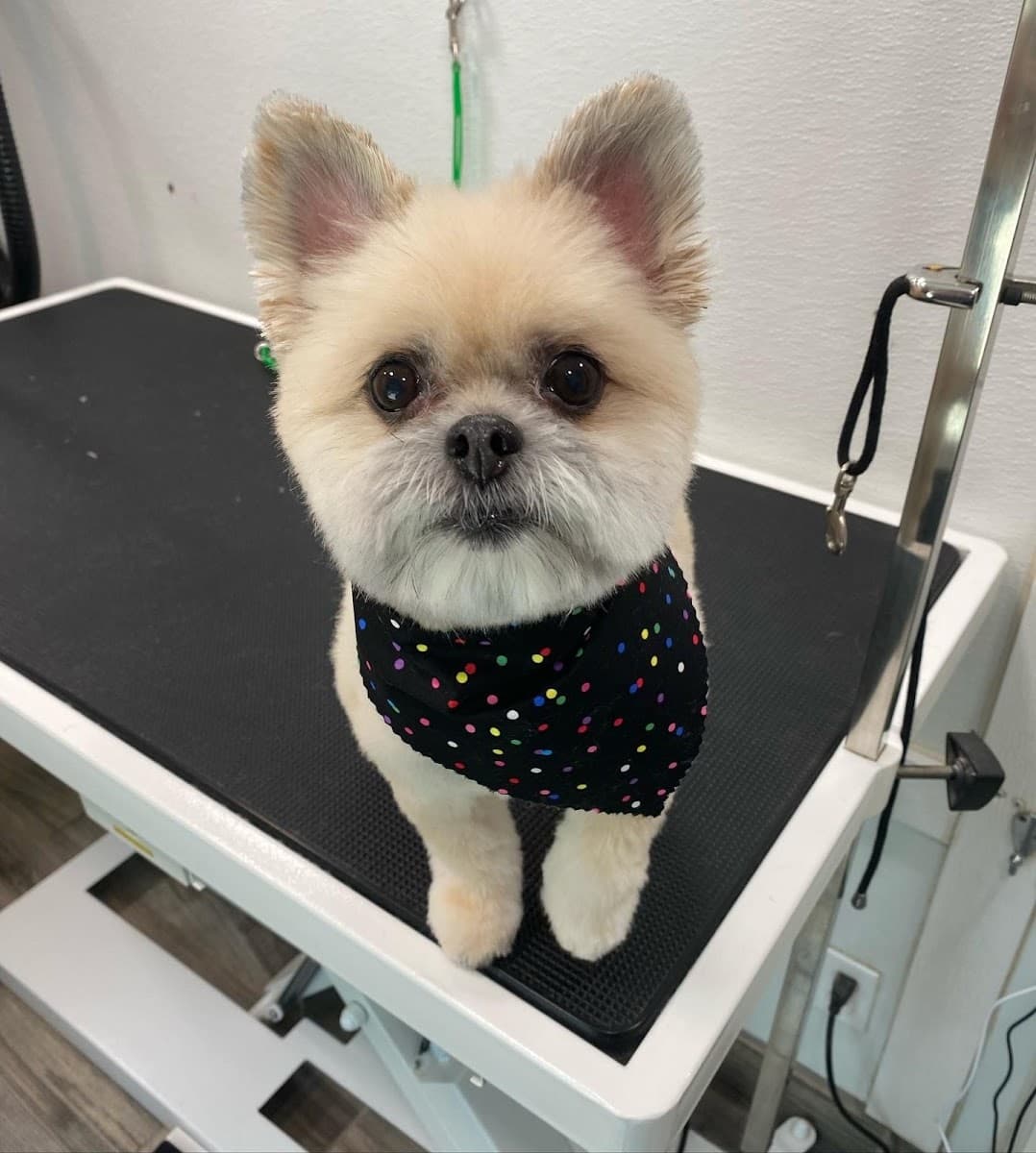 Muddy Mutts of Lake Nona - Mobile Dog Grooming - Mobile dog grooming in Kissimmee, FL