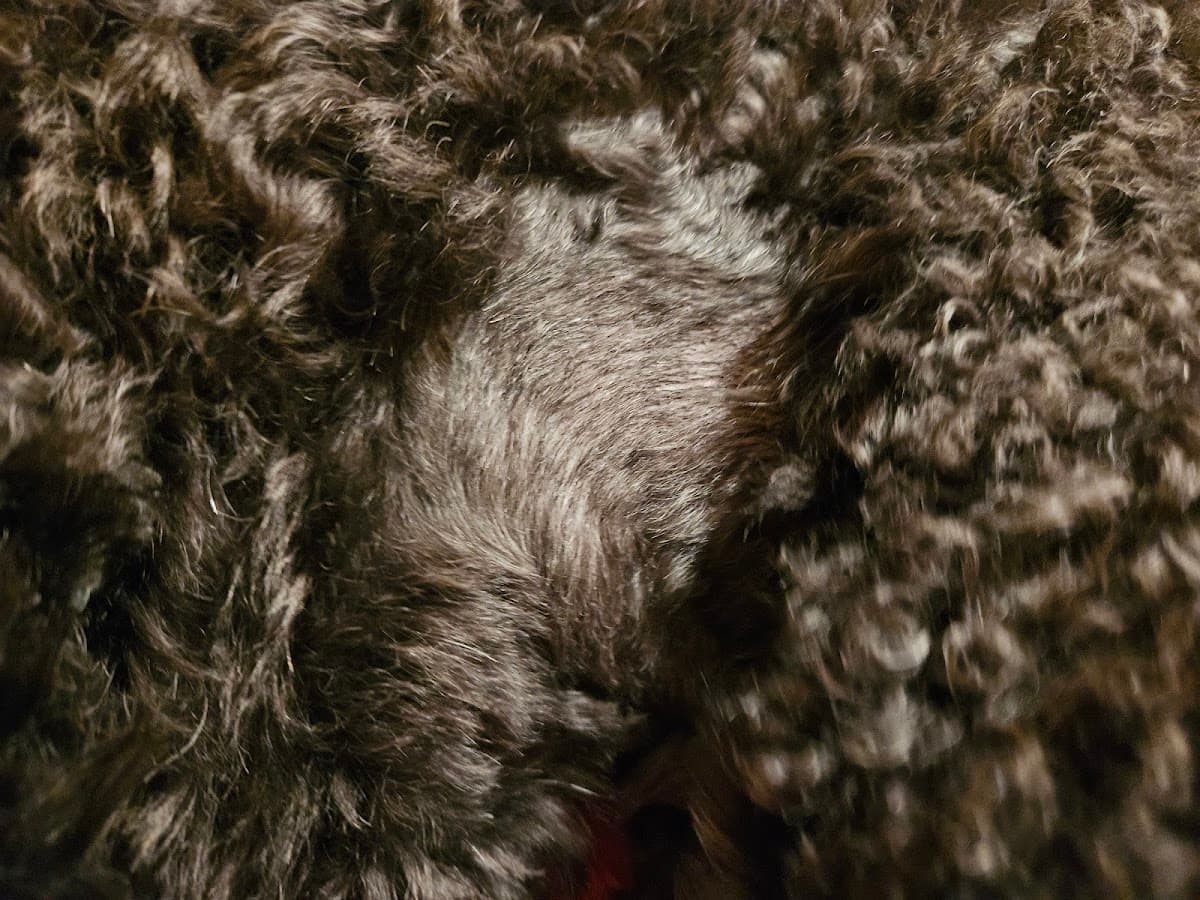 Natalia's Pet Beauty Salon, Mobile Pet Grooming - Mobile dog grooming in Germantown, MARYLAND