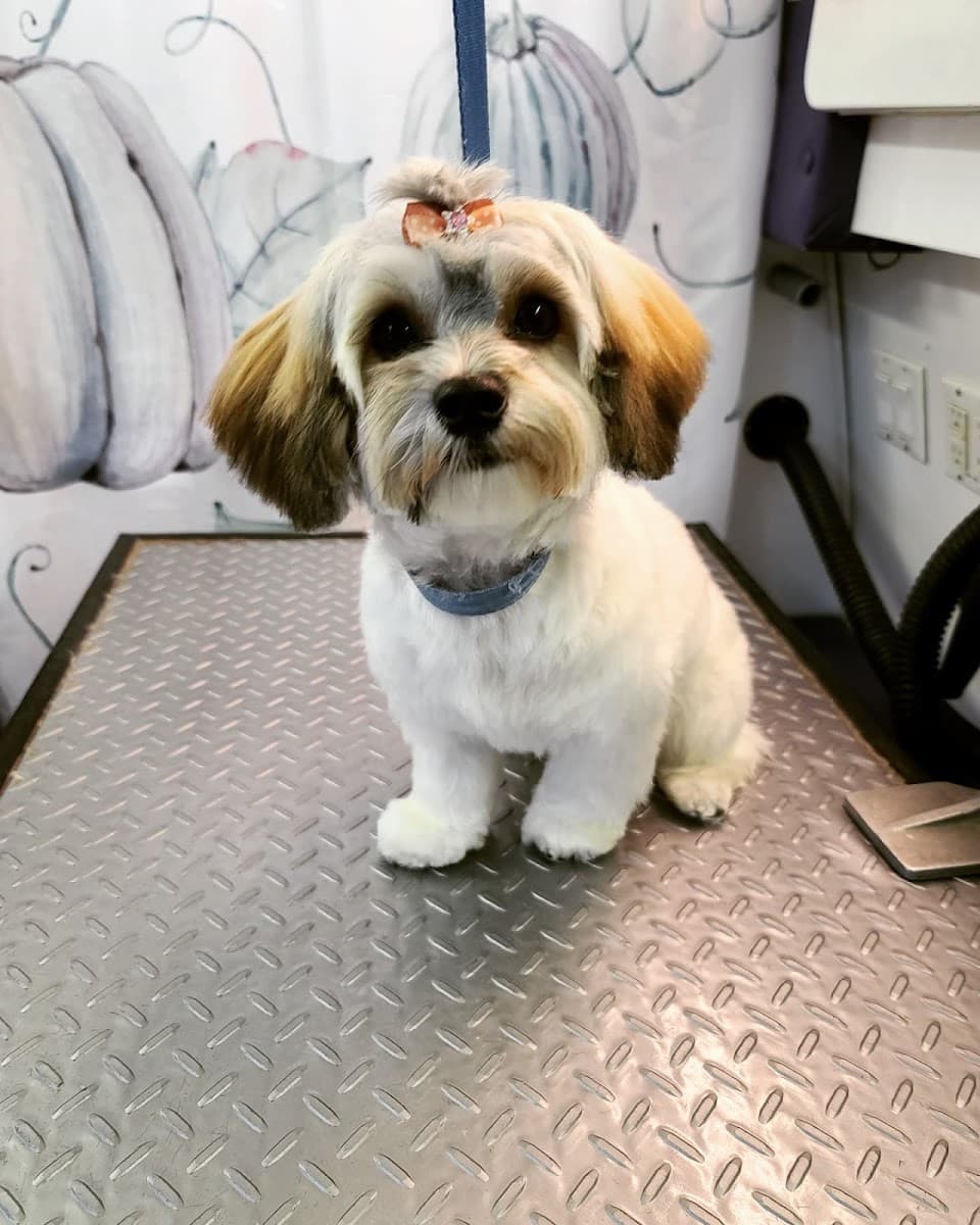 Nose to Toes Mobile Grooming, LLC - Mobile dog grooming in Blue Springs, MO