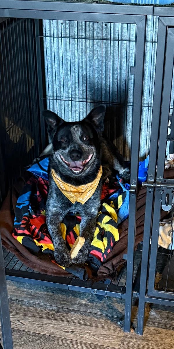 On The Go Grooming & Country Paw Kennels - Mobile dog grooming in Miles City, MT