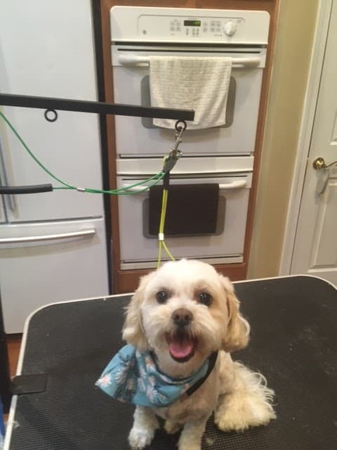 Out-of-the-Box House Call Dog Grooming - Mobile dog grooming in Vineland, NJ