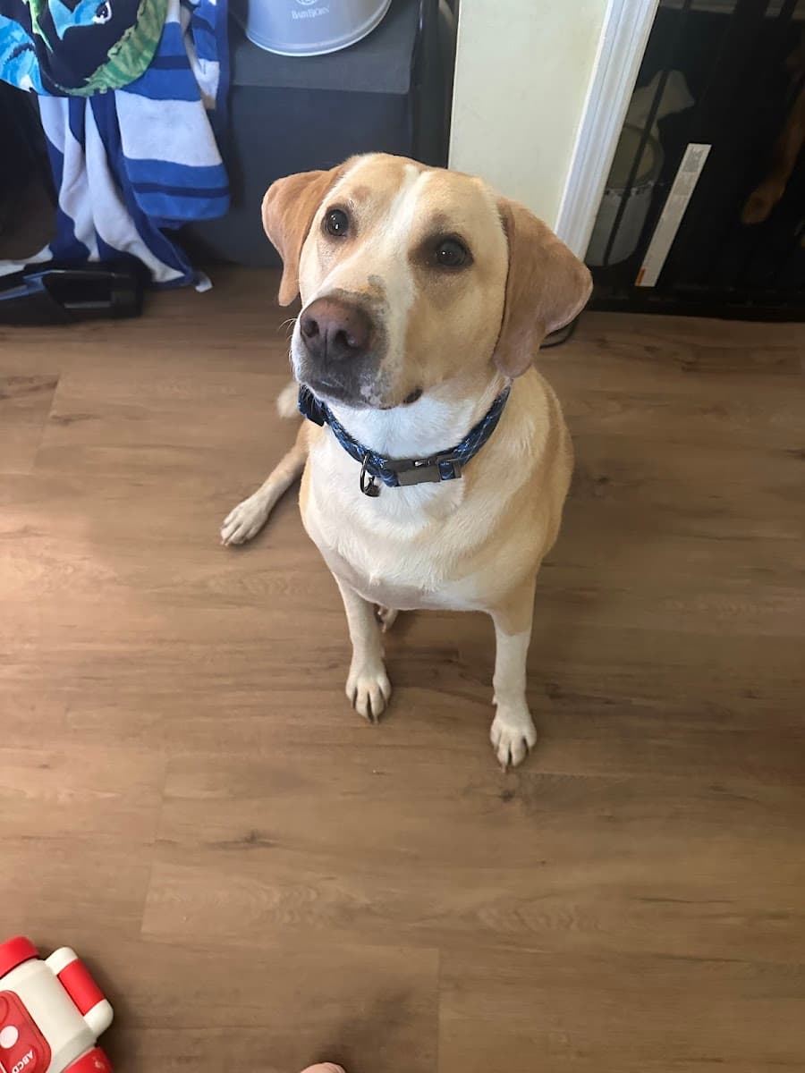 Pampered Wags and Whiskers Mobile Service - Mobile dog grooming in North Charleston, SC