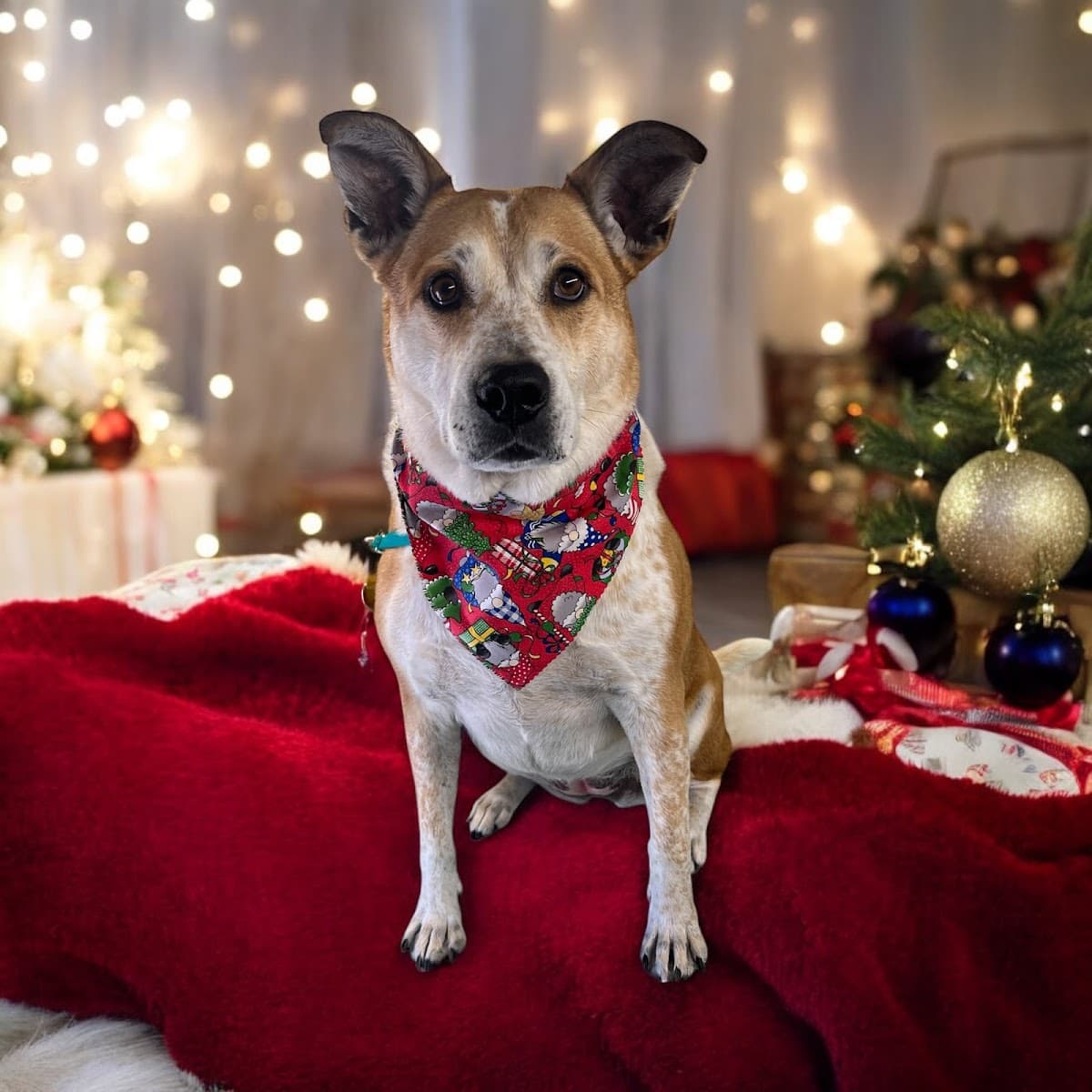 Park & Bark Mobile Pet Grooming Services and Pet Washing - Mobile dog grooming in Tucson, AZ