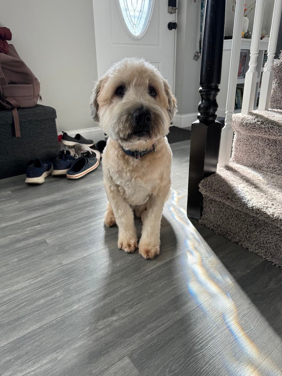 Patriot Paws, LLC Mobile Grooming - Mobile dog grooming in Doylestown, PA