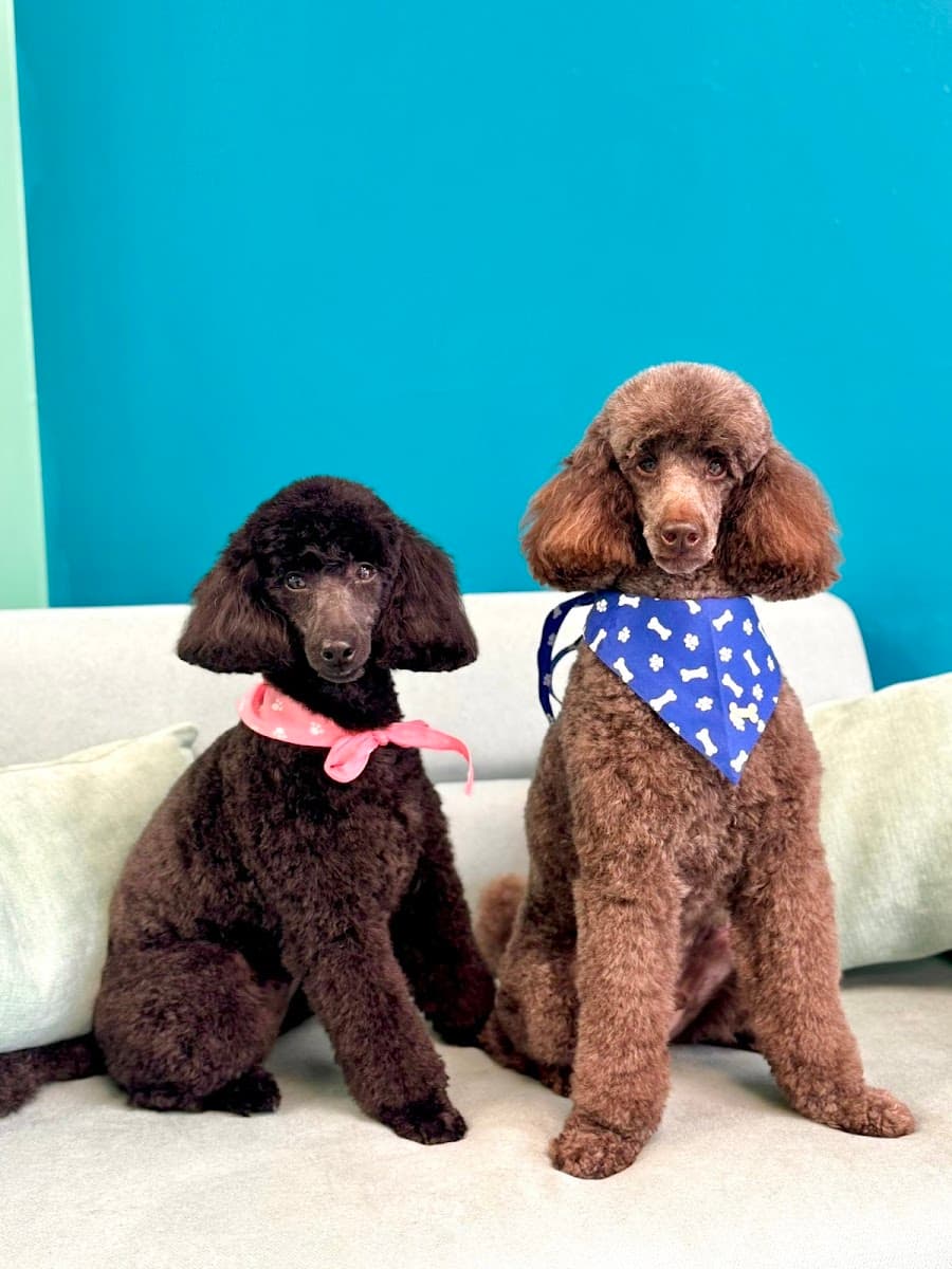 Pawradise Pet Grooming Salon And Mobile - Mobile dog grooming in Greenacres, FL