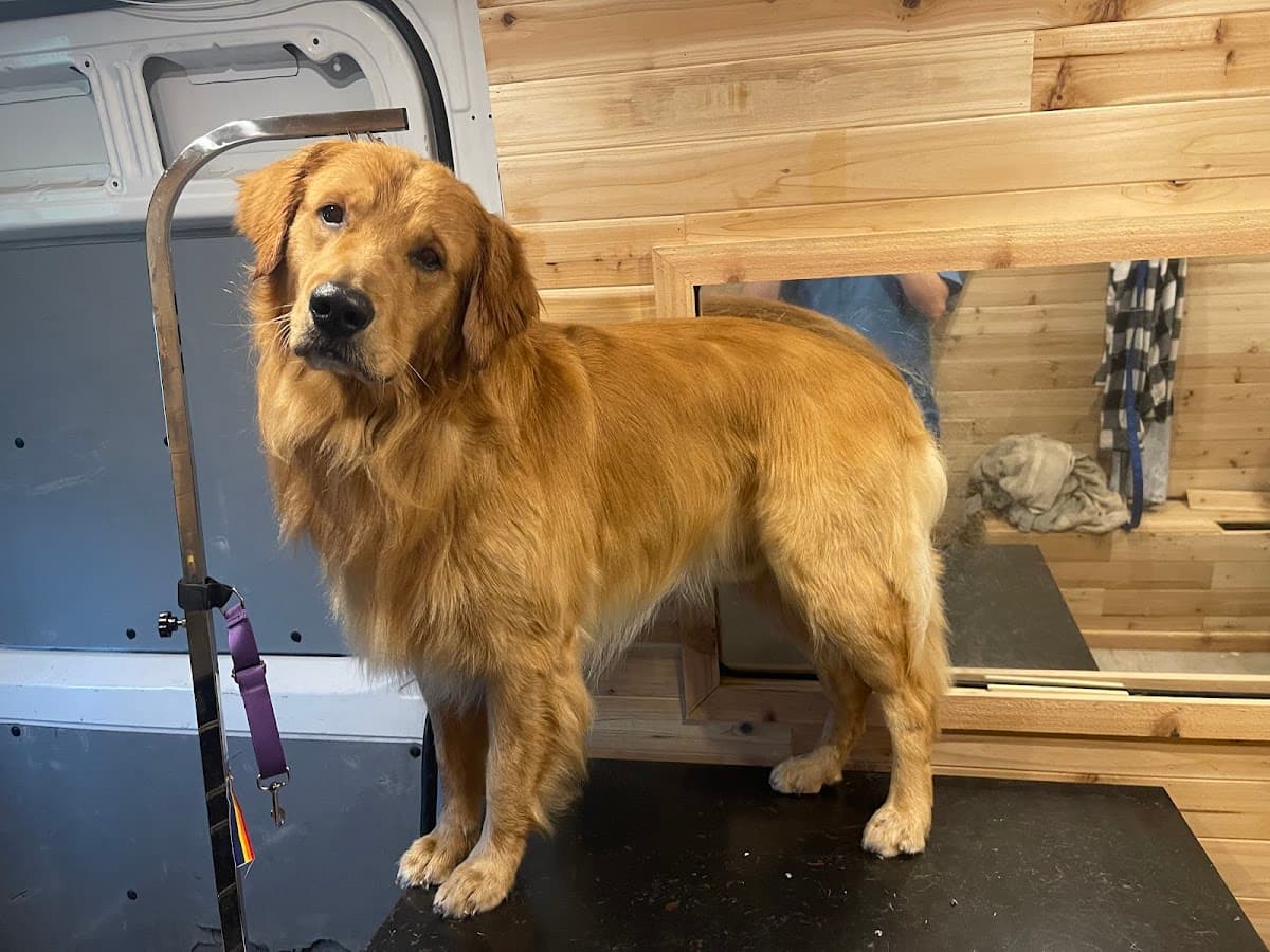 Pawsitively Elegant Mobile Pet Grooming LLC - Mobile dog grooming in Allegan, MICHIGAN