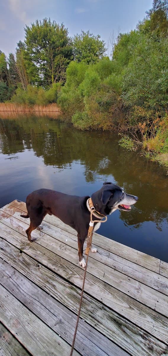 Pawsitively Purrfect Mobile Dog Grooming - Mobile dog grooming in Fredericktown, OH