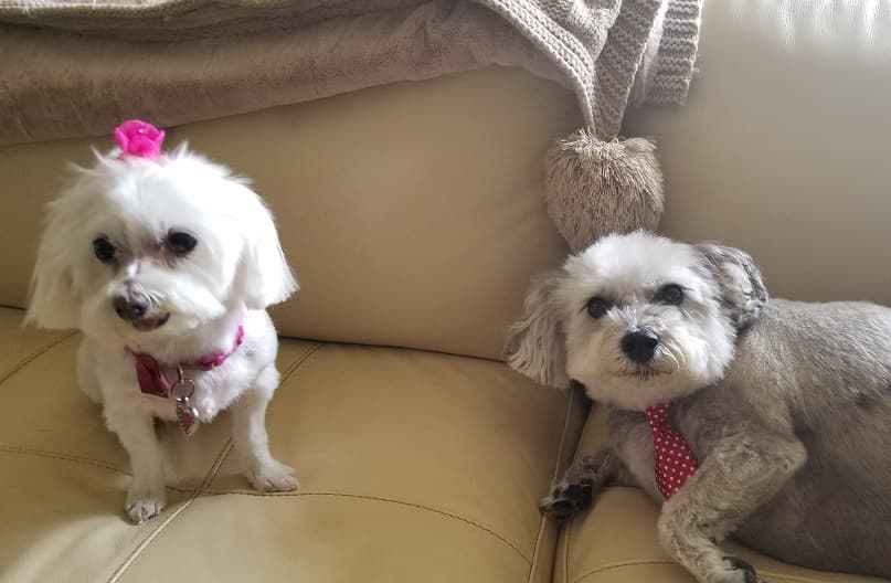 Pawz2groom,LLC mobile grooming - Mobile dog grooming in Eighty Four, PA