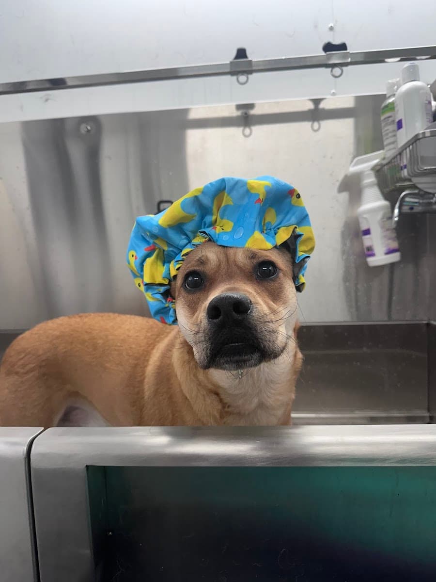 Peace Love & Paws Mobile Grooming Spas - Mobile dog grooming in Suscon, PA