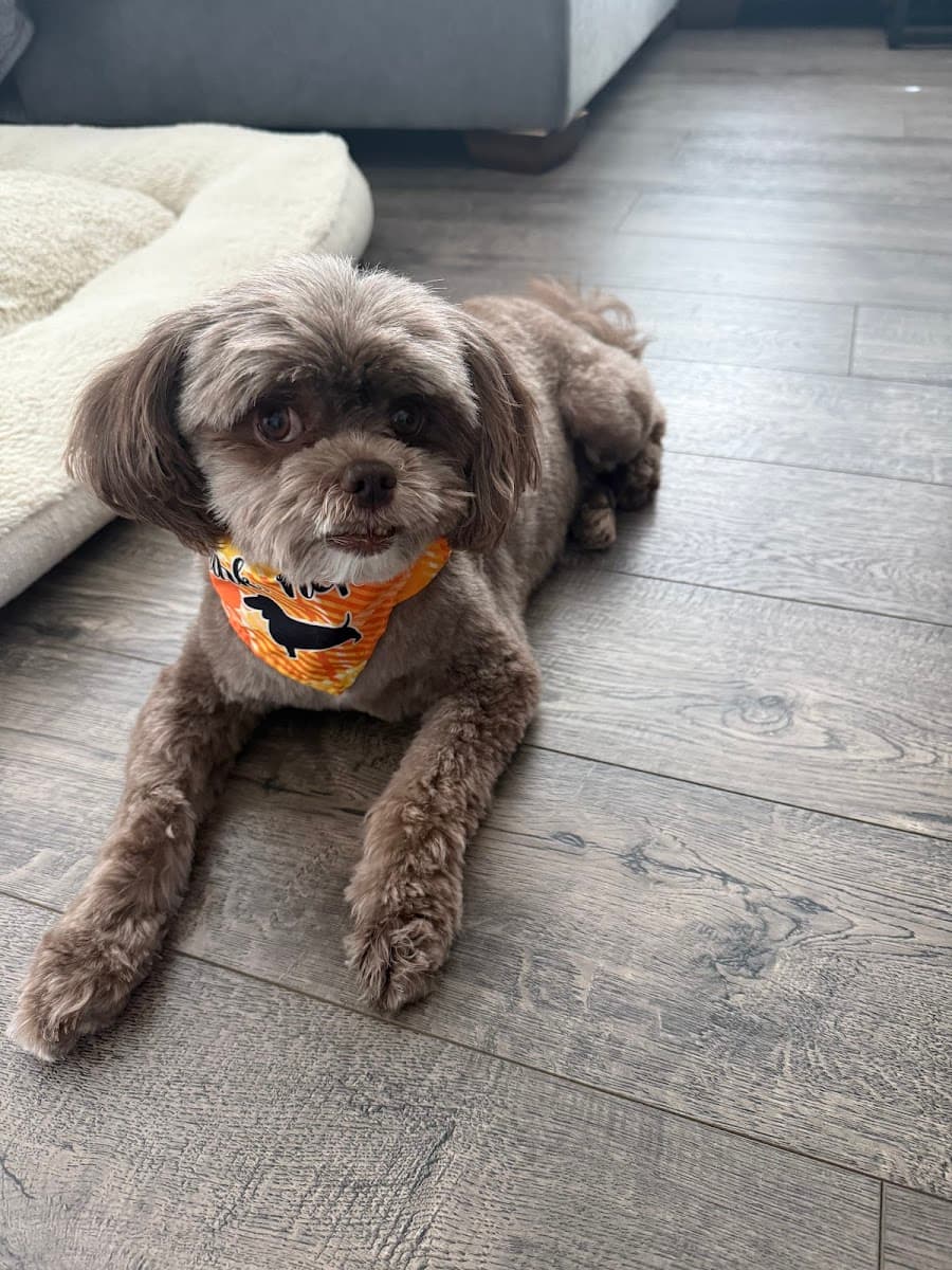 Peace Love&Paws Mobile Grooming LLC - Mobile dog grooming in Port Charlotte, FLORIDA