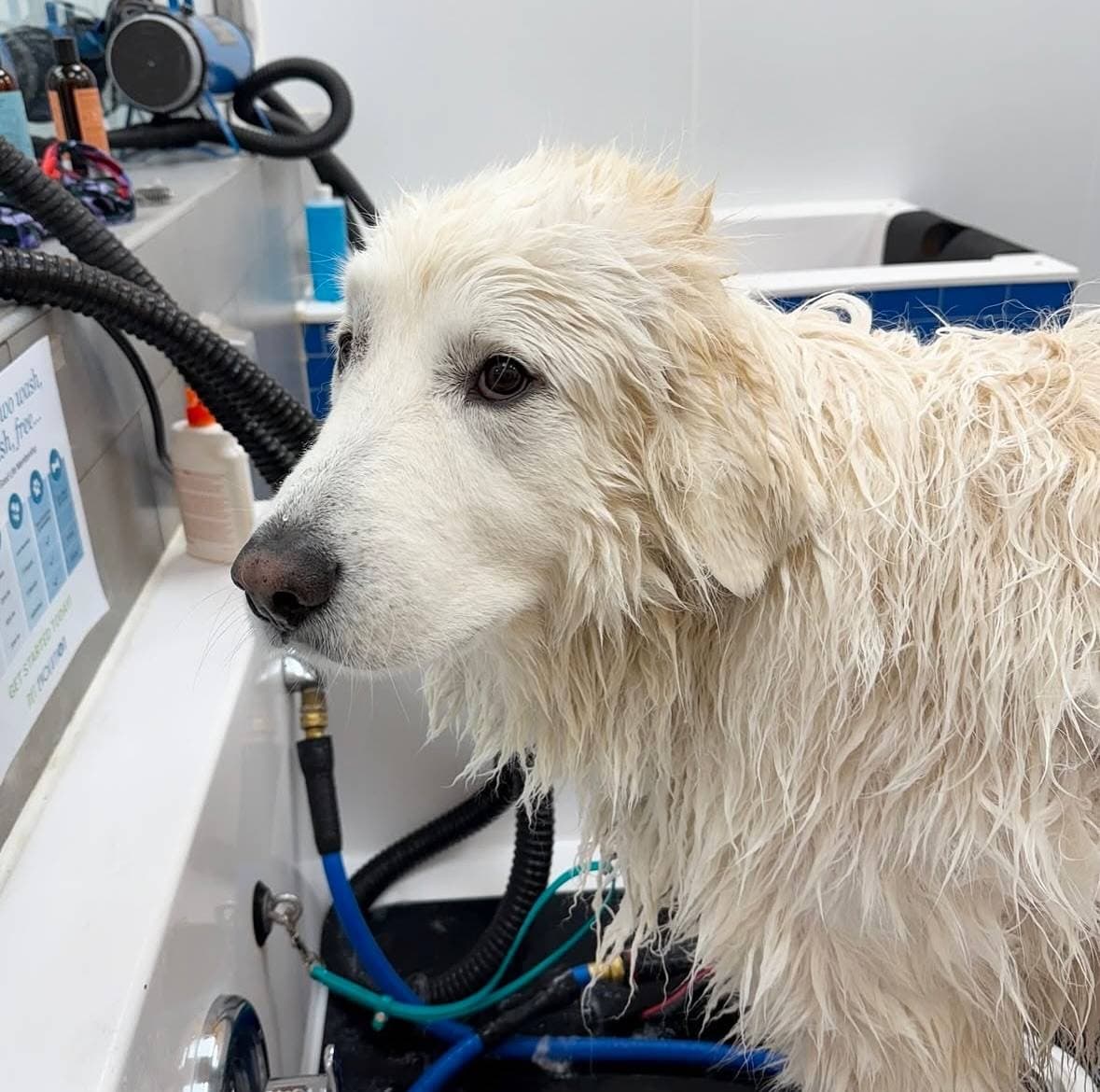 Pet Evolution - Woodbury, MN - Grooming | Self-Wash | Healthy Food | Mobile Nail Trim - Mobile dog grooming in Woodbury, MN