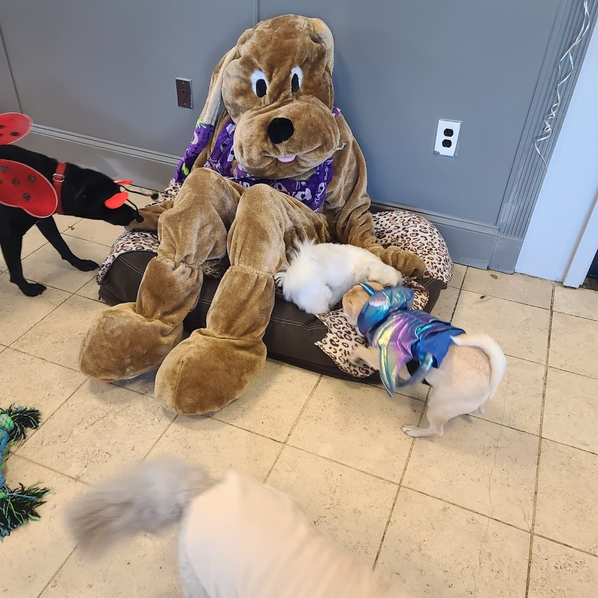 Pet Laundry Dog grooming Self Service Dog Wash - Mobile dog grooming in Lilburn, GA