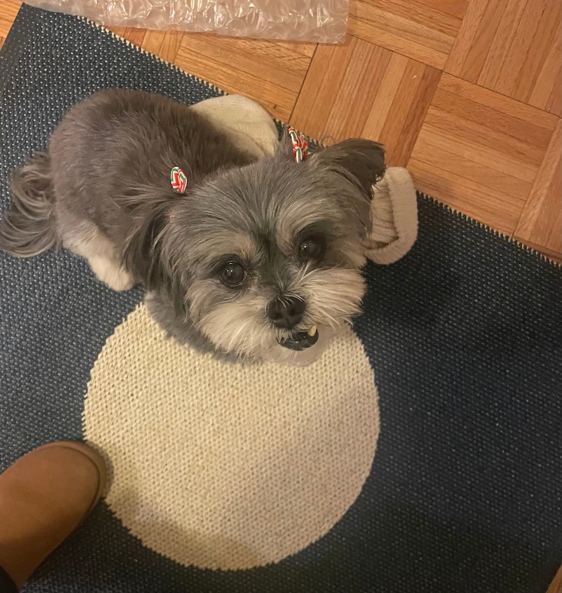 Popcorn Pawss Grooming | Mobile Dog Grooming - Mobile dog grooming in Middle Island, NY