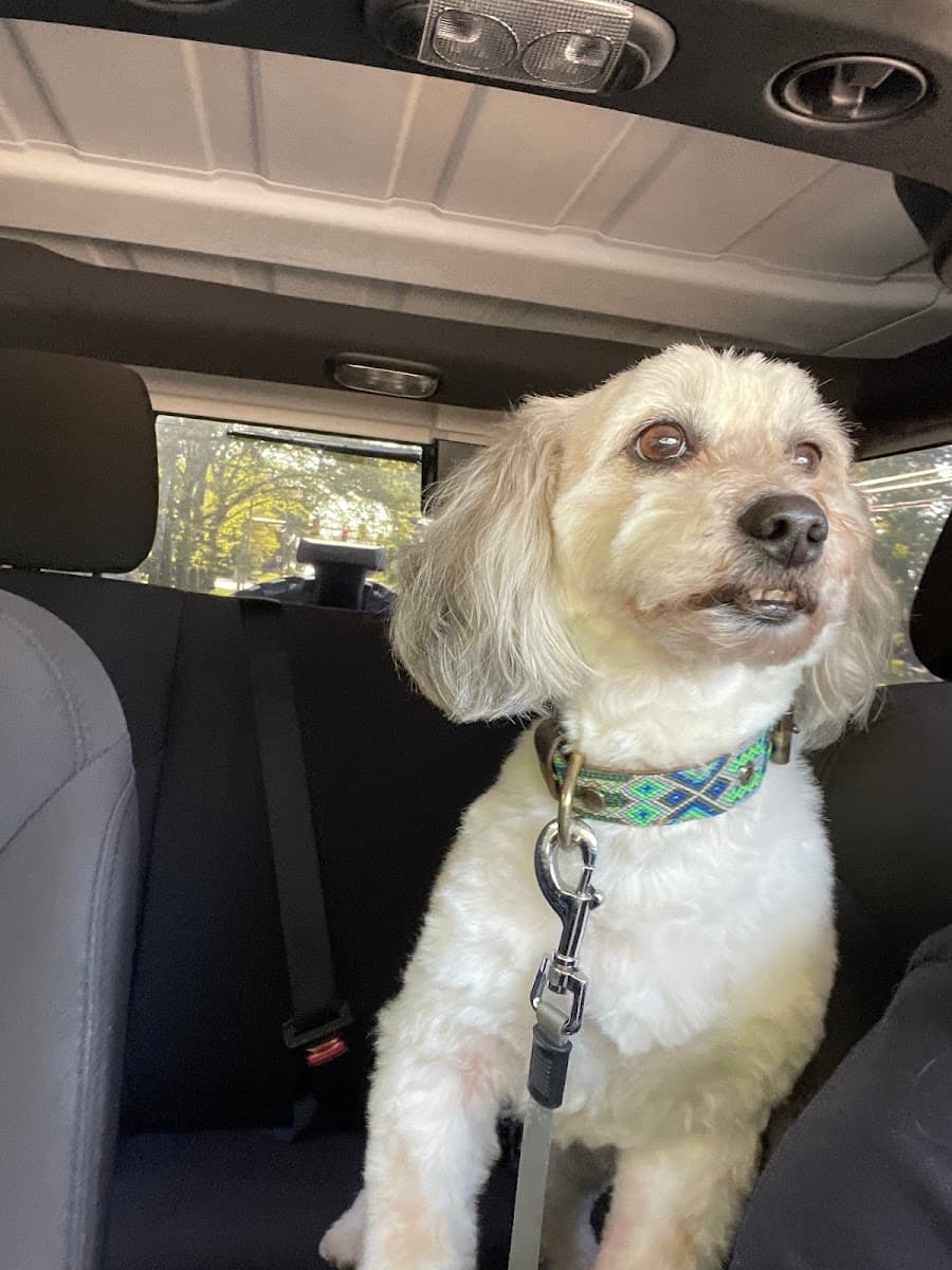 Posh Paws Mobile Grooming - Mobile dog grooming in Plymouth Meeting, PA