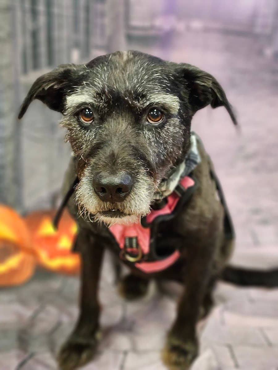 Pristine Pets, Grooming For Little Dogs Est. 2015 - Mobile dog grooming in Evergreen Park, IL