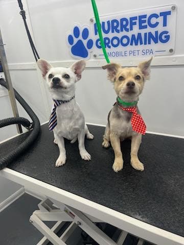 Purrfect Grooming - Mobile Pet Dog Grooming Jacksonville, FL - Mobile dog grooming in Jacksonville, FL