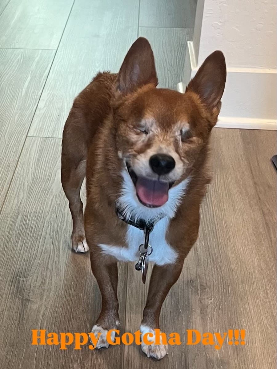 Rebel Clips - Mobile Dog Grooming - Dog Nail Trims - Mobile dog grooming in Buckeye, ARIZONA