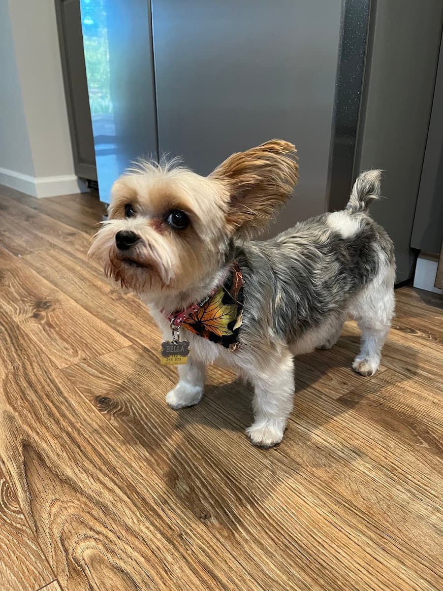 Sea Coast Mobile Pet Grooming - Mobile dog grooming in Little River, SOUTH CAROLINA