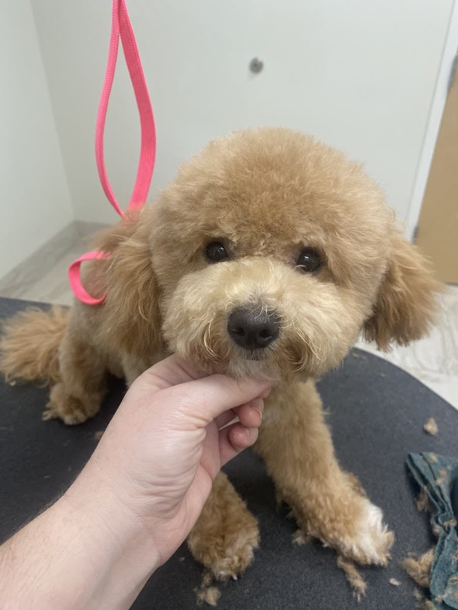 Shake It Off Mobile Pet Salon LLC - Mobile dog grooming in Leesport, PA