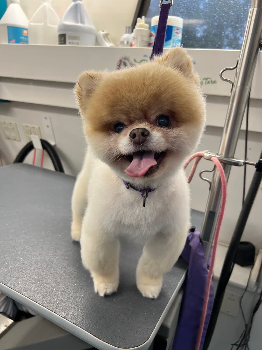 Shears To You Mobile Grooming LLC - Mobile dog grooming in Toms River, NJ