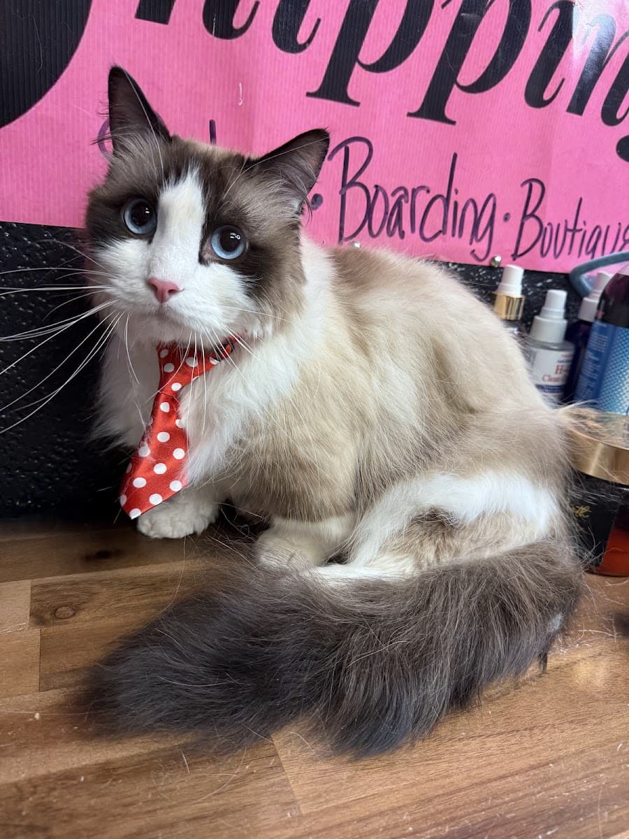 Snazzy Snippings MOBILE Cat & Small Dog Grooming - Mobile dog grooming in Bay, ARKANSAS