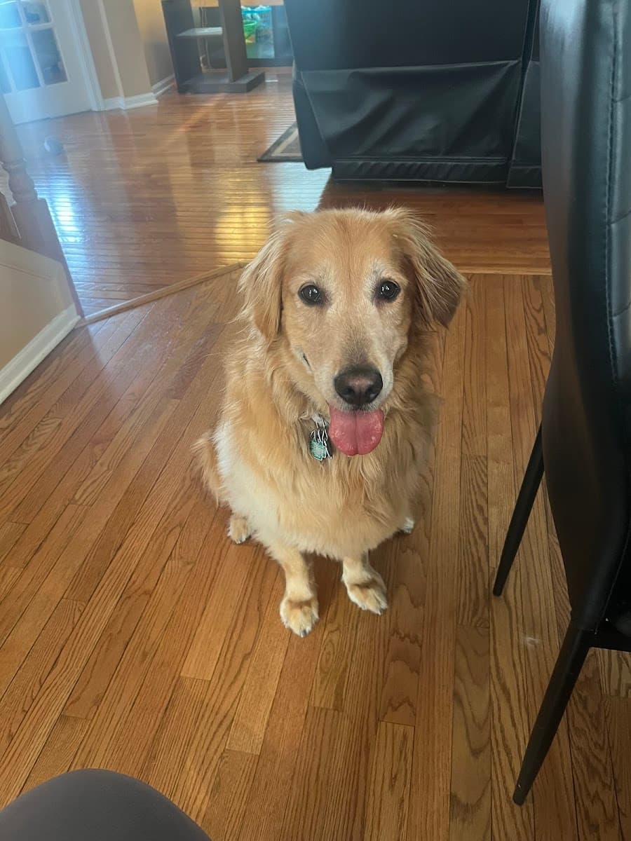 South Paw Pet Grooming, Boarding, Daycare Inc. - Mobile dog grooming in Schaumburg, IL