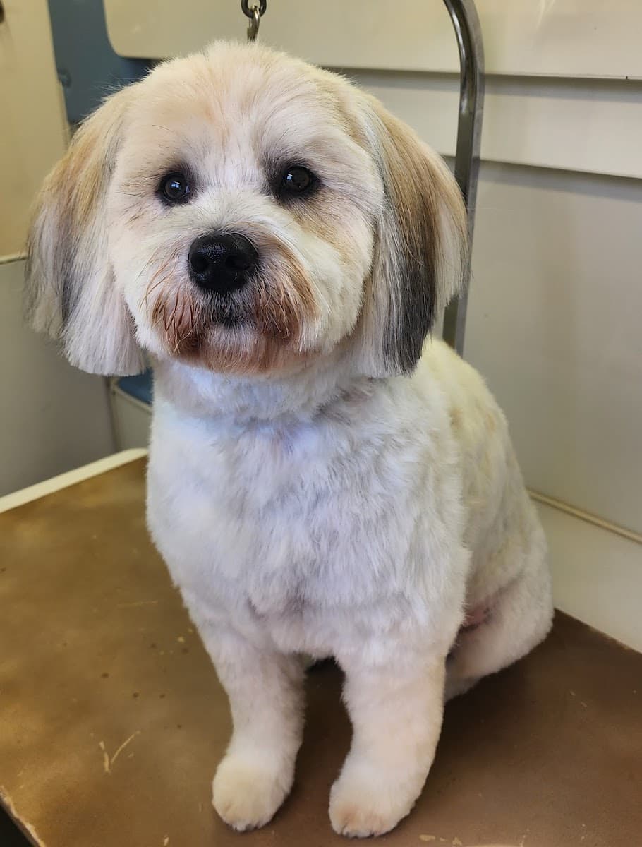 Splish Splash Mobile Dog Grooming - Mobile dog grooming in Gulfport, MS