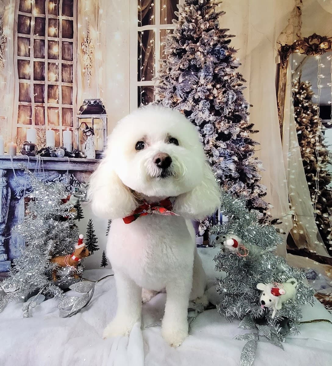 Study Of Fur Salon and Mobile Dog Grooming - Mobile dog grooming in Monroe Township, NJ