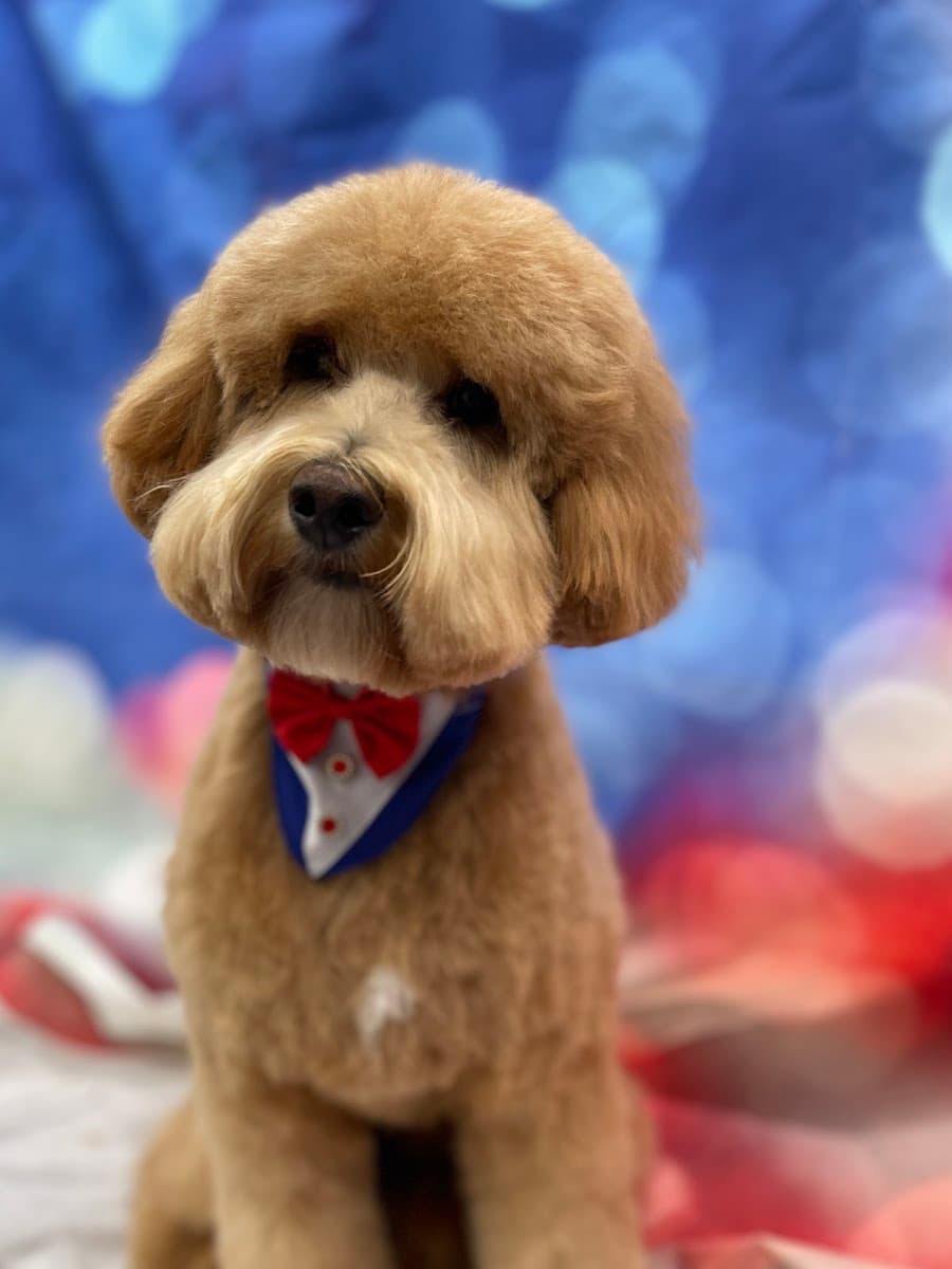 Style On The Go Mobile Dog Grooming - Mobile dog grooming in Maple Valley, WA