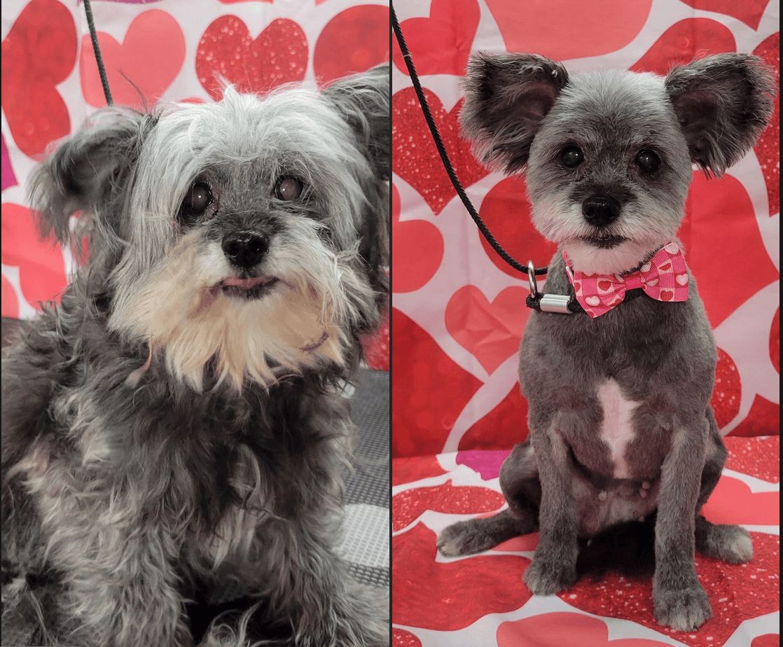 Styles by Sal Mobile Dog Grooming - Mobile dog grooming in Clayton, NORTH CAROLINA